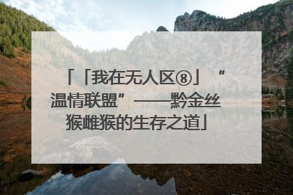 「我在无人区⑧」“温情联盟”——黔金丝猴雌猴的生存之道