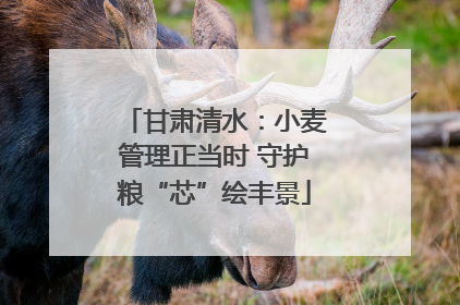 甘肃清水：小麦管理正当时 守护粮“芯”绘丰景