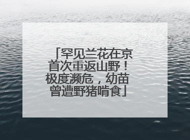 罕见兰花在京首次重返山野！极度濒危，幼苗曾遭野猪啃食