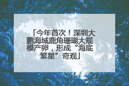今年首次！深圳大鹏海域鹿角珊瑚大规模产卵，形成“海底繁星”奇观