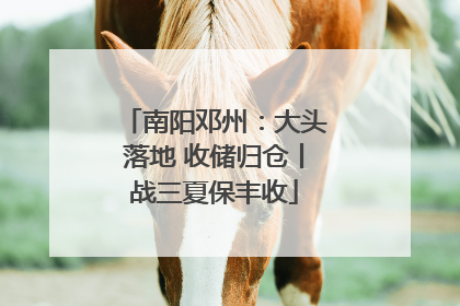南阳邓州：大头落地 收储归仓丨战三夏保丰收