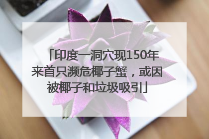 印度一洞穴现150年来首只濒危椰子蟹，或因被椰子和垃圾吸引