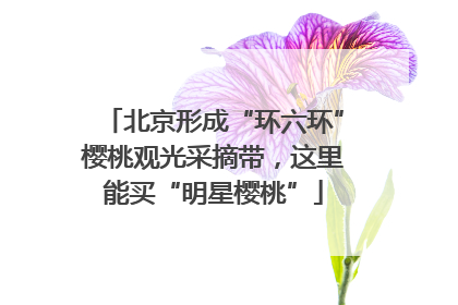 北京形成“环六环”樱桃观光采摘带，这里能买“明星樱桃”