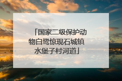 国家二级保护动物白鹭惊现石城镇水堡子村河道