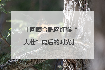 回顾合肥网红猴“大壮”最后的时光