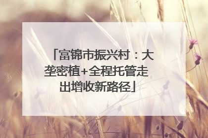 富锦市振兴村：大垄密植+全程托管走出增收新路径