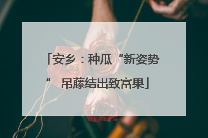 安乡：种瓜“新姿势” 吊藤结出致富果