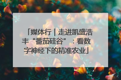 媒体行｜走进凯盛浩丰“番茄硅谷”：看数字神经下的精准农业