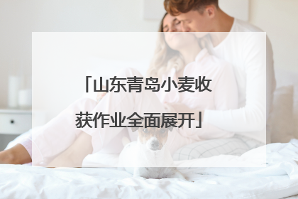 山东青岛小麦收获作业全面展开