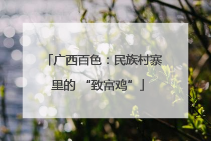广西百色：民族村寨里的 “致富鸡”