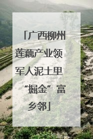 广西柳州莲藕产业领军人泥土里“掘金”富乡邻
