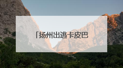 扬州出逃卡皮巴拉“豆包”公开征婚：无须彩礼且有正式编制