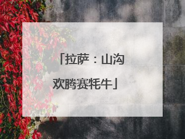 拉萨：山沟欢腾赛牦牛