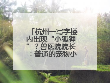 杭州一写字楼内出现“小狐狸”？兽医院院长：普通的宠物小狗，像狐狸犬