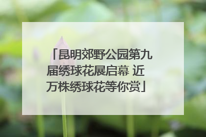 昆明郊野公园第九届绣球花展启幕 近万株绣球花等你赏