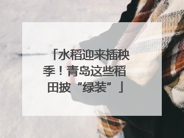 水稻迎来插秧季！青岛这些稻田披“绿装”