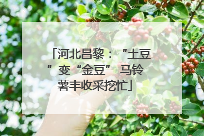 河北昌黎：“土豆”变“金豆” 马铃薯丰收采挖忙