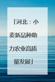 河北：小麦新品种助力农业高质量发展