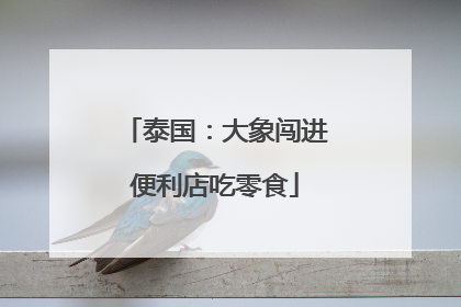 泰国：大象闯进便利店吃零食