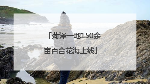菏泽一地150余亩百合花海上线
