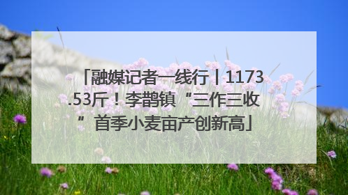 融媒记者一线行丨1173.53斤！李鹊镇“三作三收”首季小麦亩产创新高