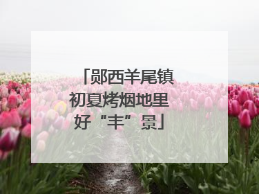 郧西羊尾镇初夏烤烟地里好“丰”景