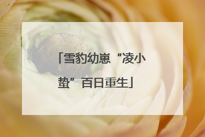 雪豹幼崽“凌小蛰”百日重生