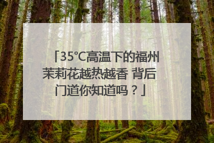 35℃高温下的福州茉莉花越热越香 背后门道你知道吗？